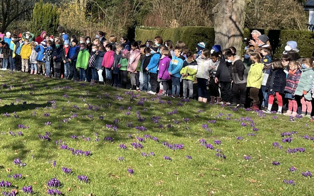 Krokusfest im Stadtgarten – Bürgerstiftung beteiligt sich